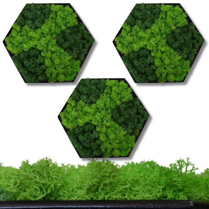 Hexagon Real Moss Wall Art – Set of 3