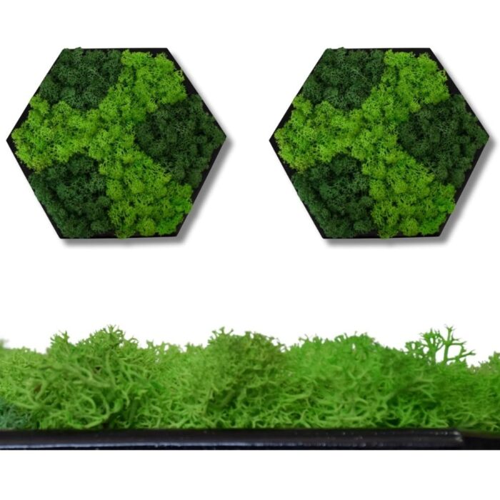 Hexagon Real Moss Wall Art – Set of 2