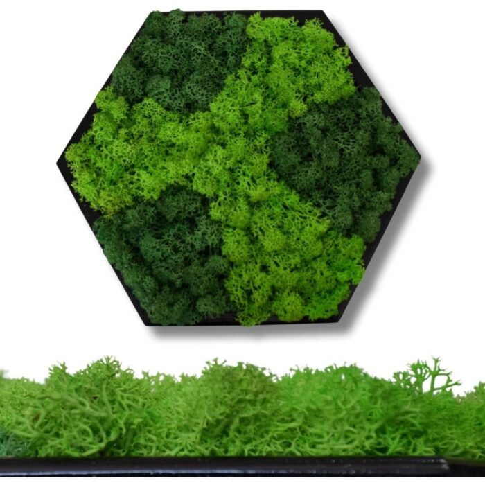Hexagon Real Moss Wall Art